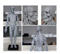 Modelo De Figura De Anatomía Humana - Figura De Anatomía Masculina De 60 Cm - Modelo De Hueso De Músculo Anatómico Humano - Material De PU - para Estudio De Dibujo De Artistas Médicos,A