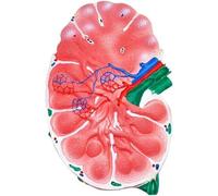 Modelo de ganglio linfático humano: material didáctico de biología for clases de ciencias y estudios médicos.