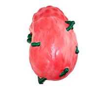 Modelo de ganglio linfático, Modelos científicos de anatomía Humana, Modelo médico de anatomía de Pintura Avanzada para exhibición de Estudios científicos, Ayuda para la formación de Estudia
