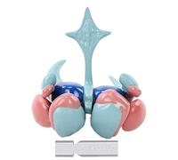 Modelo De Ganglios Basales del Ventrículo Humano Modelo De Cerebro Y Cerebro De Amígdala para La Enseñanza Médica En La Escuela