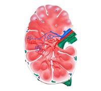 Modelo de ganglios linfáticos, estructura anatómica de dos caras, modelos detallados de ciencia de anatomía humana para la escuela, educación médica