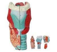 Modelo de Garganta de anatomía Humana, Aumento de 2 Veces, con 5 Piezas Desmontables para Demostrar la Estructura y función