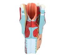 Modelo de garganta humana, aumento 2X Modelo de garganta humana Estructura transparente de vinilo Modelo de disección de garganta para exhibición de enseñanza