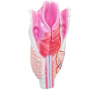 Modelo de Garganta Humana - Modelo anatómico de órganos Humanos - Modelo de Ciencia de la anatomía Humana Modelo de Garganta - para la Ayuda de capacitación educativa