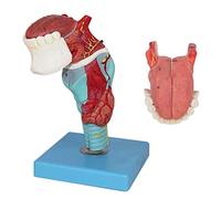 Modelo de garganta médica con lengua, esqueleto anatómico, 5 piezas, 55 indicaciones digitales for exhibición y enseñanza
