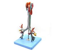Modelo de Garganta Modelos científicos de anatomía Humana, traqueal, bronquial, anatómica, recursos de Aprendizaje, Modelo de anatomía de órganos Humanos, para Ayuda educativa médica