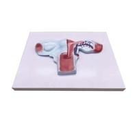 Modelo de genitales internos femeninos con base, modelo anatómico de útero y ovario humanos for la comunicación médico-paciente. Modelo de órgano