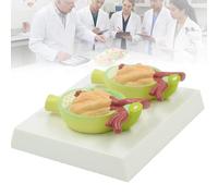 Modelo de Glomérulo y Nefrona Renal de 2 Partes, Modelo de Proteína Urinaria, Simulador de Estructura de Filtración de Sección Renal Humana para Aulas de Medicina y Enfermería