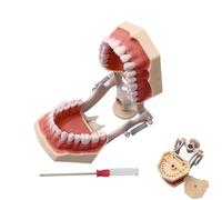 Modelo de Herramientas de Estudio Dental Modelo Educativo de anatomía con 32 Dientes extraíbles para enseñar y estudiar