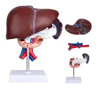 Modelo de hígado humano, modelo de anatomía del hígado de tamaño natural, sistema digestivo desmontable, hígado, estómago, vesícula biliar, duodeno, páncreas, for investigación médica.