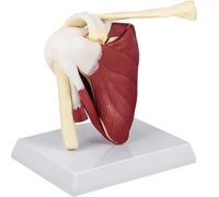 Modelo de Hombro musculoso, Modelo anatómico del ligamento de la articulación del Hombro para anatomía Humana, educación en fisiología, Modelo de anatomía para médicos