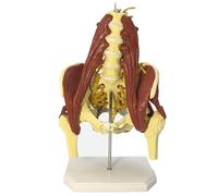 Modelo de hueso de columna lumbar, modelo de pelvis femenina para ciencias médicas, práctica educativa e investigación, incluye características musculares