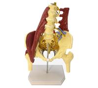 Modelo de hueso de columna lumbar y modelo de pelvis femenina para investigación médica. Herramienta educativa anatómica detallada con músculo para práctica