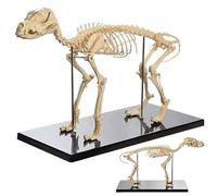 Modelo de hueso esqueleto canino, modelo enseñanza anatomía animal perros, perro PVC anatómico for herramienta demostración veterinaria biología humana