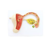 Modelo De Humano Fertilizado óVulo Embarazo EmbrióN Proceso Desarrollo Fetal Tejido Uterino Plan AtencióN La Salud Materna Del NiñO