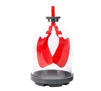 Modelo de intercambio de en los pulmones humanos que demuestra movimiento del diafragma para la educación respiratoria en Modelo de intercambio de en los pulmones