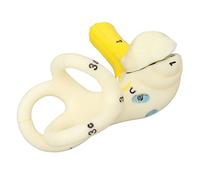 Modelo de Laberinto del Oído Interno ,Modelo de Canal Semicircular del Oído PVC de Alta Simulación Educativa Mejor Comprensión Aumento de 5X para Uso de Aprendizaje