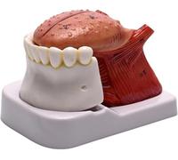 Modelo de lengua y diente 1:1, exhibición oral mandibular de lengua desmontable de 4 piezas, herramienta de enseñanza de anatomía de la lengua con número, for enseñanza médica y comunicación