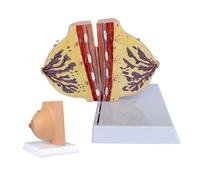 Modelo de mama no lactante, modelo de anatomía mamaria femenina, modelo de exhibición anatómica de sección sagital de mama, modelo humano Modelo didáctico de tamaño natural de mama en reposo de mujer