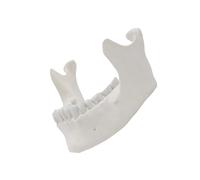Modelo de mandíbula inferior 1:1, herramienta de enseñanza médica, anatomía de la mandíbula inferior, herramienta anatómica maxilar para la escuela, enseñanza de adultos, modelo de hueso de mandíbula