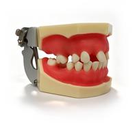 Modelo de mandíbula para entrenamiento en implantes tipodonto dentales, modelo de seno maxilar para implantes dentales, fantoma dental,modelo de práctica para entrenamiento, enseñanza y estudio