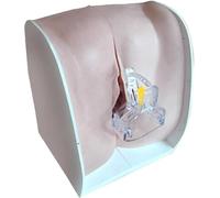 Modelo de maniquí ginecológico femenino, modelo de guía anticonceptiva femenina, modelo de entrenamiento de DIU, modelo de útero de cuello uterino vaginal de silicona suave 1:1 for enseñanza intuitiva