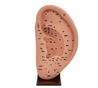 Modelo de masaje de oído de PVC, modelo de acupunto de reflexología auditiva, modelo de oído humano, modelo de acupuntura de oído médico
