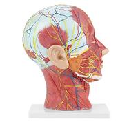 Modelo de media cabeza anatómica médica de tamaño natural Educación científica Cabeza humana Cuello cerebral Sección mediana Modelo de estudio con estructura interna vascular muscular