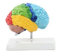 Modelo de Medio Cerebro 1:1 Área Funcional del hemisferio Derecho Anatomía Modelo de Cerebro Humano Réplica de anatomía
