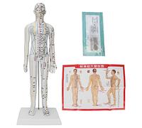 Modelo de Meridianos de Acupuntura para Mujeres, Modelo de Acupuntura, para Entrenamiento Y Práctica de Acupuntura Tradicional