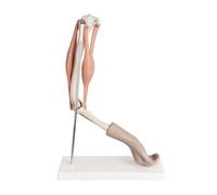 Modelo de Movimiento de Brazo, for educación médica, Entrenamiento ortopédico, Modelo de anatomía Funcional del Codo Humano con Huesos y músculos realistas