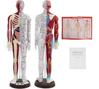Modelo de muñeco de acupuntura a escala 1/3 - Cuerpo masculino/femenino con instrucciones en inglés for acupunturistas y estudiantes(Male)