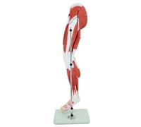 Modelo de músculo de Miembro Inferior del Cuerpo Humano Modelo anatómico médico de músculo de Miembro Inferior Humano Desmontable 13 Partes Pierna Vaso sanguíneo Estructura nerviosa