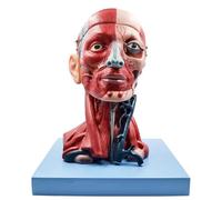 Modelo de músculo del nervio vascular de la cabeza y el cuello humanos, modelo de anatomía del cerebro humano, material didáctico desmontable de la arteria cerebral del sistema nervioso de 10 partes