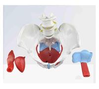 Modelo de músculo del suelo pélvico femenino, modelo de anatomía de la estructura del órgano pélvico, músculo de la pelvis femenina + 2 vértebras lumbares