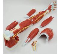 Modelo de músculo humano de extremidades superiores, modelo de mano muscular, modelo de anatomía de hombro, modelo de brazo anatómico