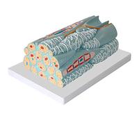 Modelo de músculo Liso Humano - Modelos científicos de anatomía Humana - Muestra el Modelo de enseñanza médica del músculo Liso/músculo Liso/músculo no Estriado - para la enseñanza de exhib