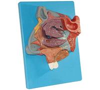 Modelo de músculo perineal Femenino - Modelo anatómico perineal - Modelo de anatomía de órganos Humanos Modelo anatómico del Sistema reproductivo - para exhibición de Estudio Modelo médico d