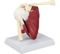 Modelo de Músculos de La Articulación del Hombro, Modelo de Anatomía de La Articulación del Hombro Musculada con Modelo de Anatomía Muscular Modelo de Hombro de PVC con Ligamentos Anatomía del Hombro