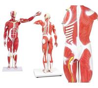 Modelo De Músculos Del Cuerpo Humano, Figura Muscular Con Órganos Extraíbles Y Anatomía Muscular, Modelo De Músculos Y Órganos Humanos De Tamaño Medio Natural En 27 Partes Para Formación Médica Educa