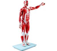 Modelo de músculos y órganos humanos de tamaño medio natural de 27 partes con órganos extraíbles para educación médica y entrenamiento de anatomía