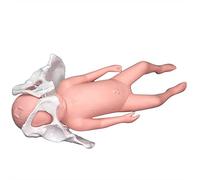 Modelo de Nacimiento de Pelvis Femenina, Modelo de Entrenamiento de Patrones: Modelo de Parto Femenino Pelvis con bebé y