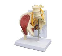 Modelo de nervio de la articulación de la cadera, anatomía del cuerpo humano