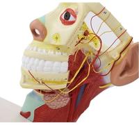 Modelo de nervios craneales humanos: estudio neuroanatómico del cráneo y la cara con doce pares de nervios craneales.