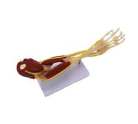 Modelo de nervios musculares de esqueletos de extremidades superiores, modelo de anatomía de brazo humano que muestra los músculos óseos, nervios para enseñar, aprender, estudiar, brazo esqueleto