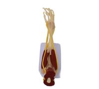 Modelo de nervios musculares del esqueleto de las extremidades superiores Modelo de anatomía del brazo humano que muestra los nervios de los músculos óseos para enseñar, aprender, estudiar, entrenar