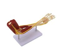 Modelo de nervios musculares esqueléticos de extremidades superiores, modelo de anatomía del brazo humano que muestra los músculos óseos, nervios para enseñar, aprender, estudiar, enseñar clínica