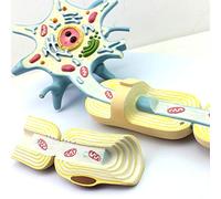 Modelo de neurona - Modelo de anatomía de la Estructura de la Fibra nerviosa - Especialista en neurología Modelo de Estudio de enseñanza de Tejido de células nerviosas - para Estudio Modelo