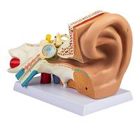 Modelo De Oído Humano 5 Veces Agrandado 2. Modelo De Anatomía Del Oído Humano Extraíble. Modelo De Oído Anatómico De Plástico De Pvc Para Educación. Anatomía Del Oído Humano Que Muestra El Oído Exter