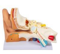 Modelo de oído Humano 5 Veces agrandado, Modelo de oído anatómico de plástico de PVC, anatomía del oído Humano Que Muestra el oído Externo, Medio, Interno con Base para la educación
